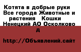 Котята в добрые руки - Все города Животные и растения » Кошки   . Ненецкий АО,Осколково д.